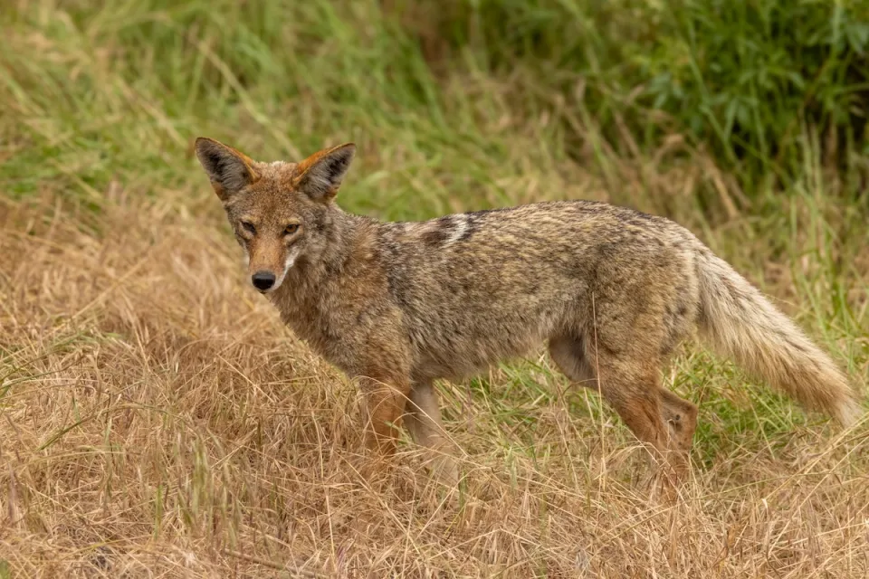 Western coyote looking at camera in grassy field.